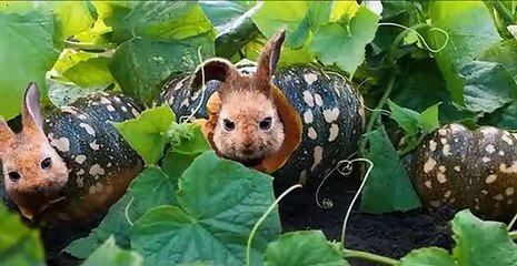 Peter Rabbit 2 The Runaway 2021