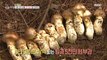 [INCIDENT] Illegal collection of pine mushrooms, the treasure of autumn mountains., 생방송 오늘 아침 210927