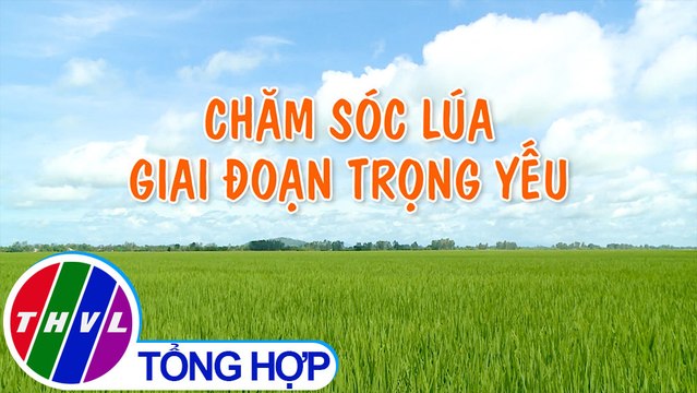 Nông nghiệp bền vững: Chăm sóc lúa giai đoạn trọng yếu