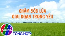 Nông nghiệp bền vững: Chăm sóc lúa giai đoạn trọng yếu