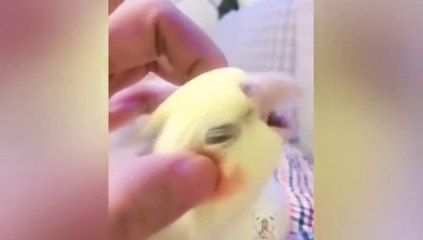 burung diurut tapi malah komen... Lucu !!!!