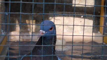 Viral, Burung Merpati Seharga 1,5 Miliar