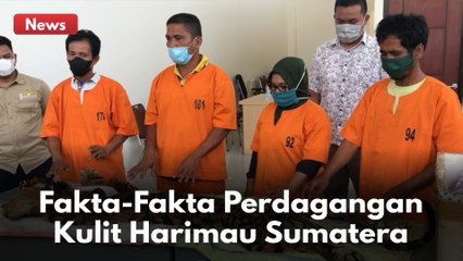 SIMAK !!! FAKTA PENJUALAN KULIT HARIMAU SUMATERA!!!