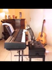 Pro cat playing piano
