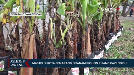Masjid di Kota Semarang Ditanami Pohon Pisang Cavendish