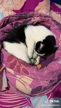 Kompilasi Video Kucing lucu Dari TikTok Bikin Gemes Banget _ #TikTokIndonesia