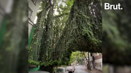 An instrument that can play the music of plants