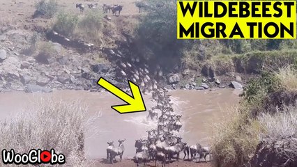 'Captivating Scene from the Great Wildebeest Migration (2018)'