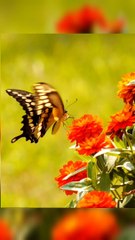 Best Relaxing Music-Butterfly effect 1      # shorts