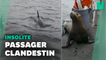 Cette femme et son bateau ont reçu la visite d'un lion de mer terrorisé par des orques