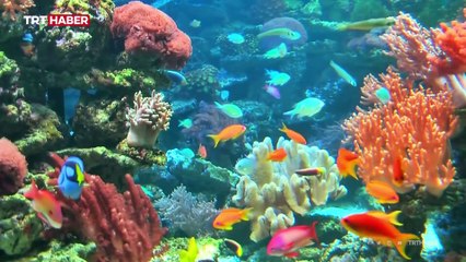 Mavi vatanın derinlikleri keşfedilmeyi bekliyor