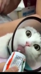 Cute cat singing