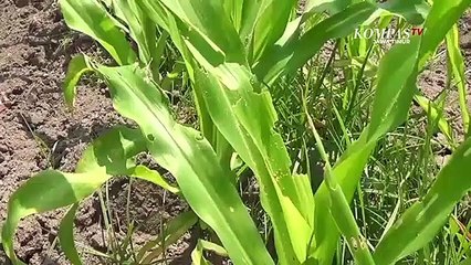 Diserang Hama Ulat Petani Jagung Terancam Gagal Panen