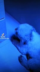 Ano Na Naman Ba Problema Mo BonBon? ‍♀️