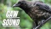 Bird Caw Sound Effect | Sound Of Crows | Crow Sound Effect