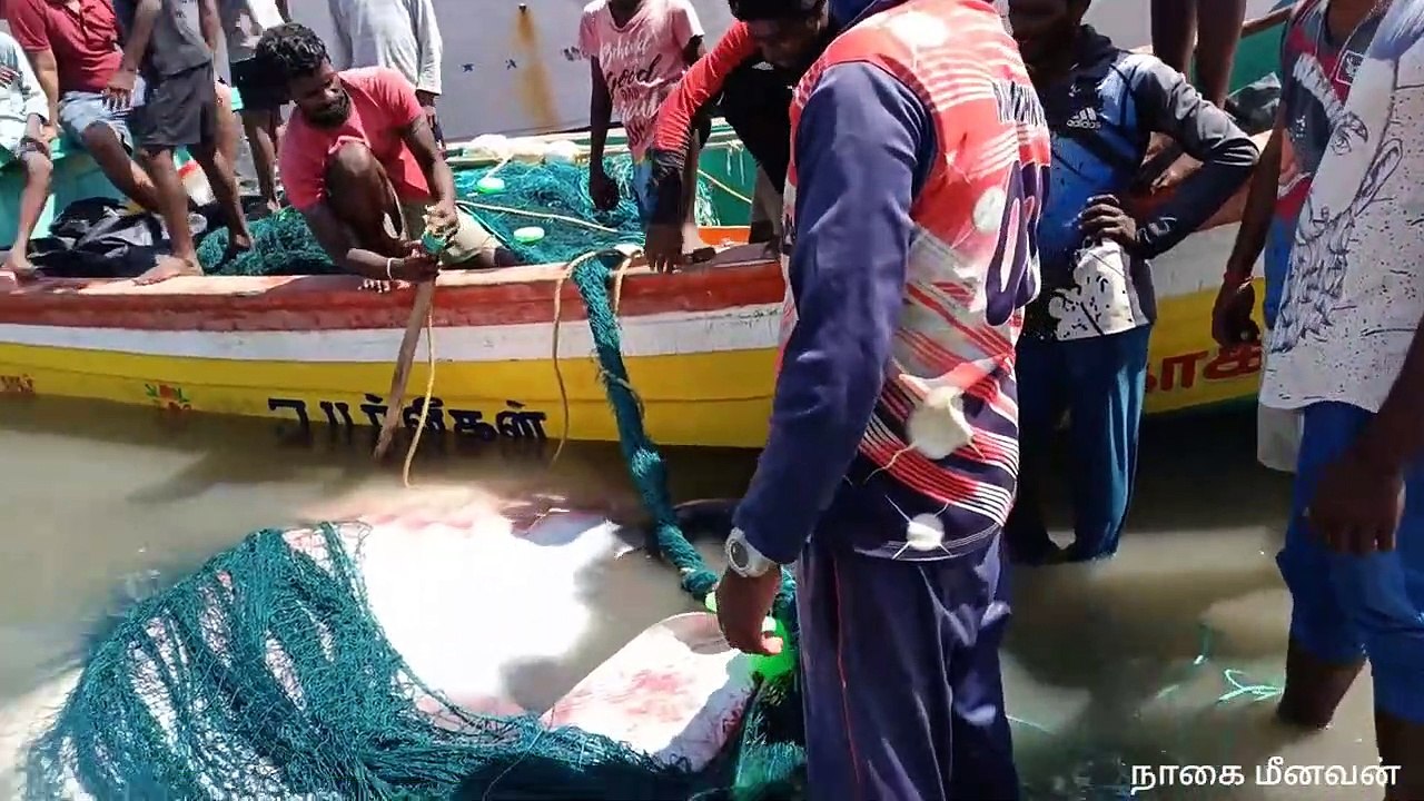 Amazing 500 kg of ivory found in a piper boat (720 X 1280)