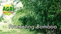 Promoting Bamboo