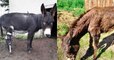 Puy-de-Dôme : un refuge accueille plus de 300 ânes maltraités ou abandonnés