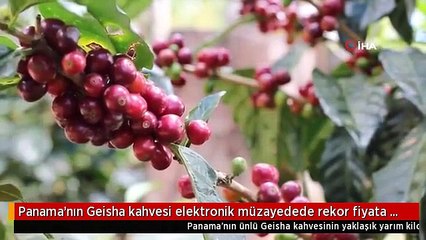 panamanin-geisha-kahvesi-elektronik-muzayedede-rekor-fiyata-satildi-a259d833.mp4