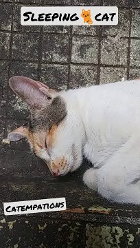 cute cat with funny sleeping style 2021 lol