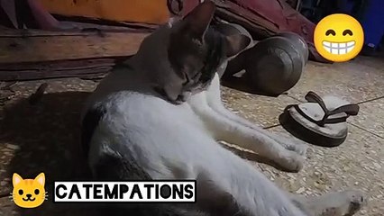 this cat busy on himself just so cute ☺