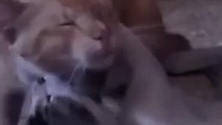 two male cat playing cutely with each other (bromance) 2021
