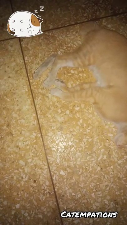 various sleeping cat style 2021 ❤