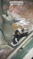 mom cat just milking her kittens just so adorable moment ☺