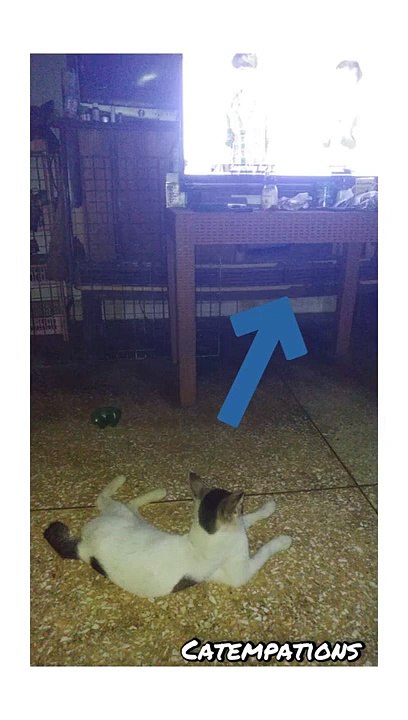 this cute cat relax and watch tv lol lol ☺