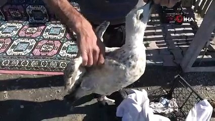 Martının ayaklarını kesip doğaya saldırlar!