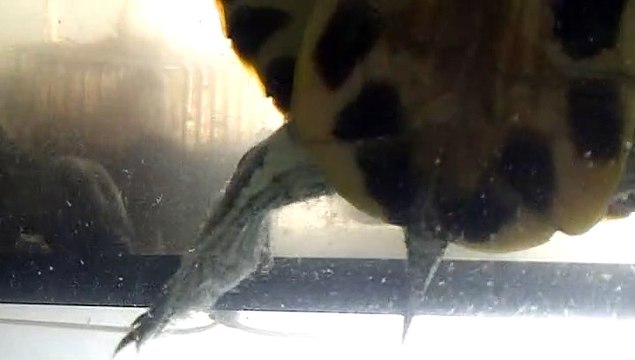 【Lamu chan】3536【ラムちゃん】