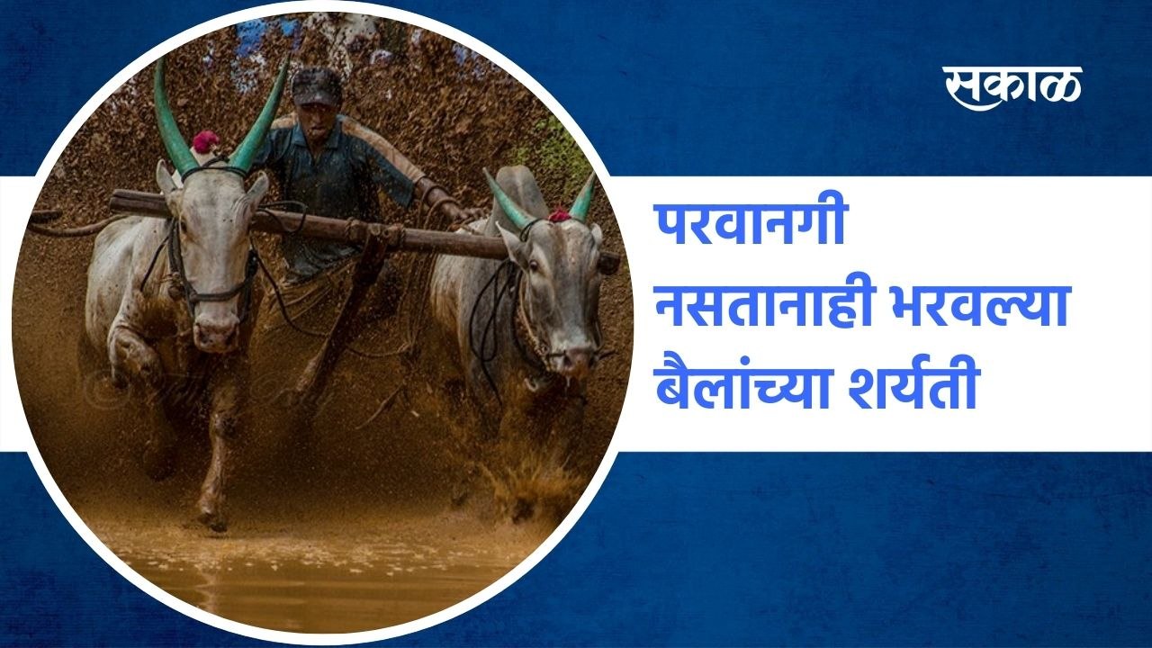 Kolhapur: कोल्हापुरात परवानगी नसतानाही भरवल्या बैलांच्या शर्यती | Sakal Media |