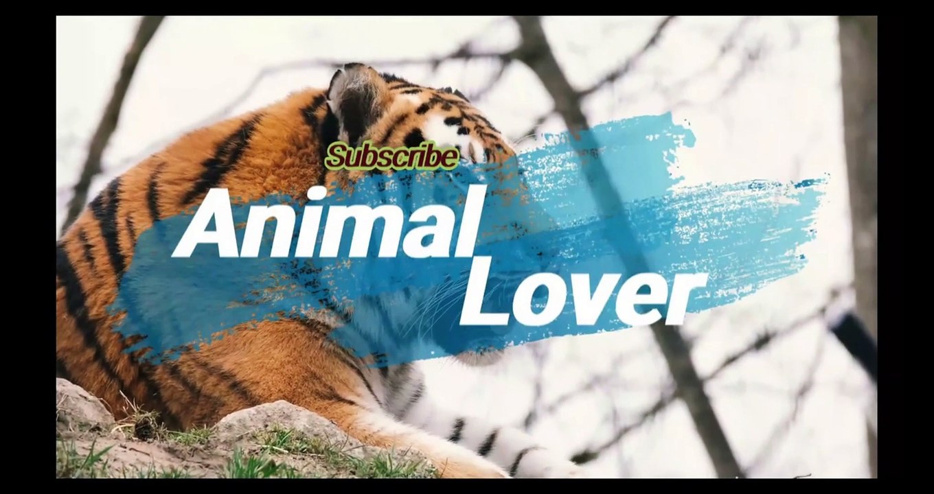Twin Cats |Animal Lover |Animals