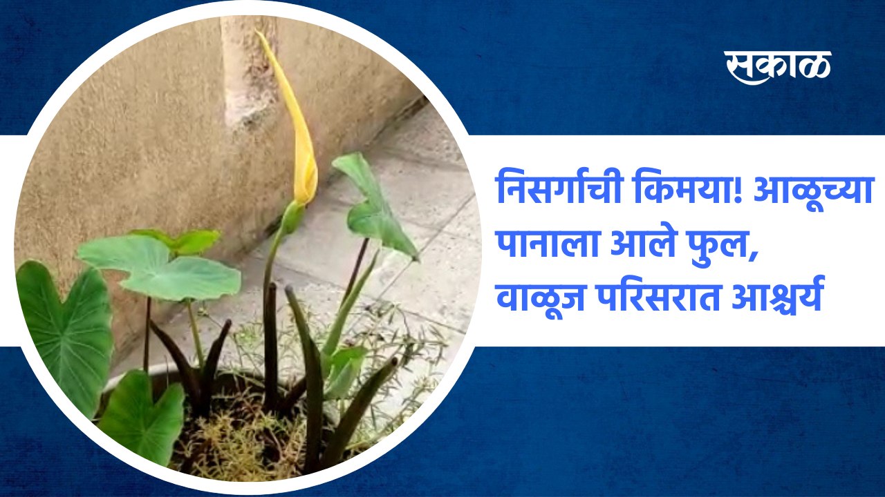 Waluj (Aurangabad) : निसर्गाची किमया! आळूच्या पानाला आले फुल, वाळूज परिसरात आश्चर्य