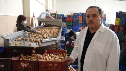 AYDIN'DA KURAKLIK KURU İNCİRİ DE VURDU, KİLO FİYATI 100 LİRAYA ÇIKTI