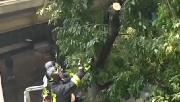 Torriglia (GE) - Maltempo, rimozione di alberi abbattuti (27.09.21)