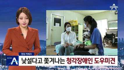 [현장 카메라]낯설다고 쫓겨나는 청각장애인 도우미견