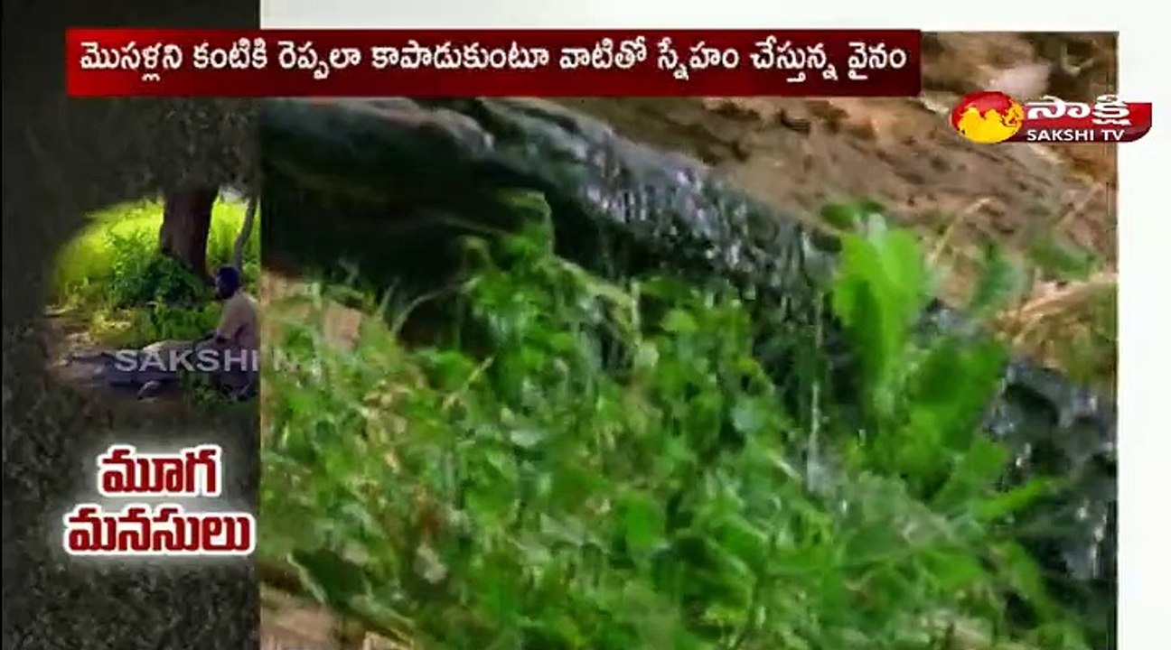 మొసళ్ళని పెంపుడు జంతువులుగా పెంచుకుంటున్న మాలి ప్రాంత ప్రజలు