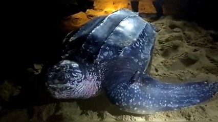 Langka, Penyu Terbesar di Dunia Ditemukan di Kalimantan Barat