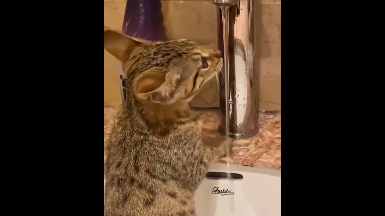 THE BEST CUTE AND FUNNY CAT VIDEOS