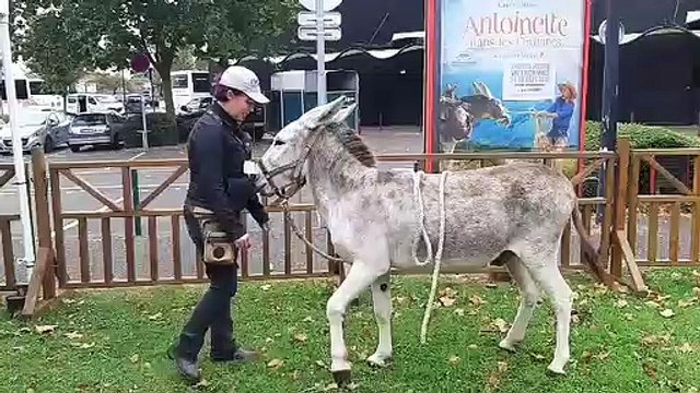 Danse de Pedro l'âne star d'Emilie Michelon au festival 2 Valenciennes