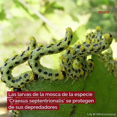 El espeluznante sonido de las defensas químicas de los insectos