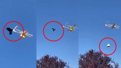 ಆರ್ಡರ್ ಫುಡ್ ತರ್ತಿದ್ದ ಡ್ರೋನ್ ಮೇಲೆ ಕಾಗೆ ದಾಳಿ ಮಾಡಿ ಏನ್ ಮಾಡ್ತು ನೋಡಿ | Oneindia Kannada