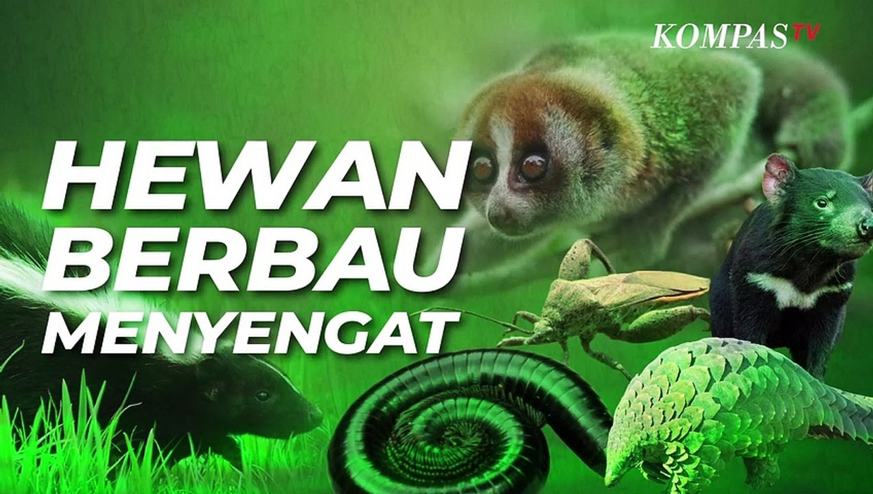Hewan-hewan dengan Bau yang Menyengat