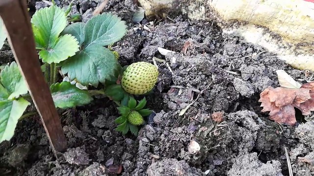 Grow Strawberries in pot | Organic Fruits