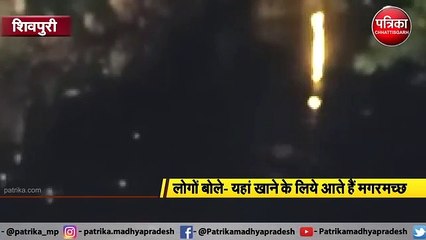एक साथ इतने मगरमच्छ पहले नहीं देखे होंगे आपने, तस्वीरें कर देंगी हैरान