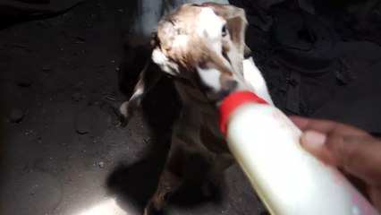 the sheep drinks milk in the bottle