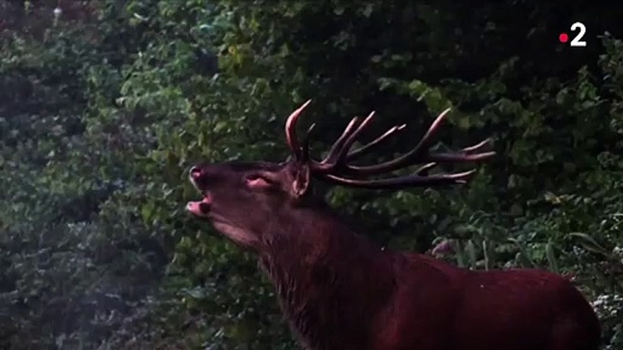 Oise : le brame des cerfs retentit dans la forêt de Compiègne