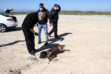 Sosyal medyada yakıldığı iddia edilen köpeğe araba çarpmış