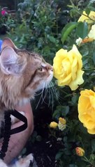 cute cat are playing.